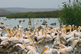 Birds, nature and wine tour from Nessebar or Bourgas