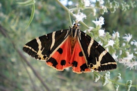 Butterfly Valley & vin, olivenolie, honningsmagningstur (lille gruppe)