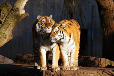 Photo of two tigers in Copenhagen Zoo, Denmark.