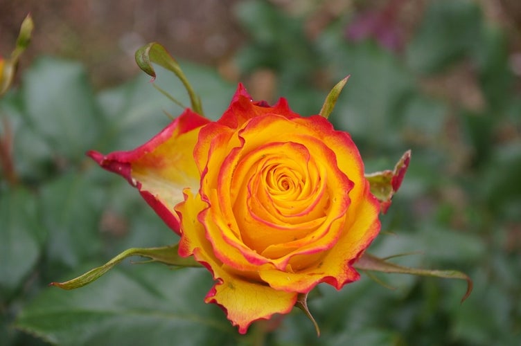 Photo of Tralee Ireland, by Fred T.-rose garden