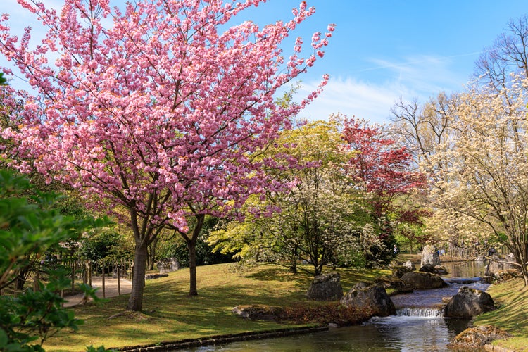 Photo of Japanese garden in Hasselt Flemisch region in Belgium.