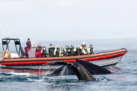 Hvalsafari i RIB-båd (stiv, oppustelig båd) fra Husavik