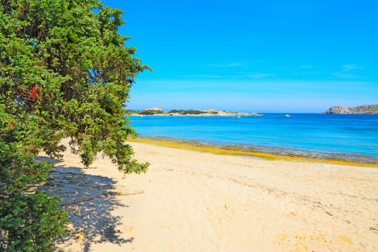 Photo of pine tree by the shore in Capo Testa, Sardinia.