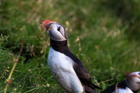 Puffin and Volcano Boat Tour