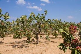 Organisk Pistachio Orchard Tour (med snacks!)