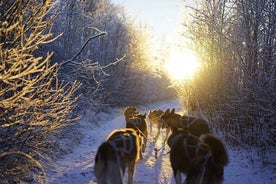 From Alta: Huskey Dog Sledding Tour