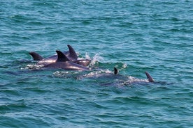 Excursion d’observation de dauphins en catamaran, au départ de Lisbonne