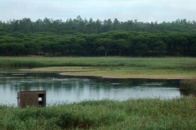 Observation des oiseaux dans la lagune d'Albufeira