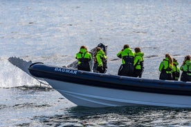 Tour di osservazione delle balene in barca a 2 ore da Reykjavik