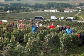 Half Day Grape Harvest Experience with Tasting in Epernay