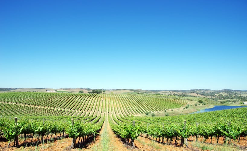 Alentejo wine region in Portugal on May .jpg