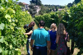 De Pádua, passeio de vinho nas colinas Euganean