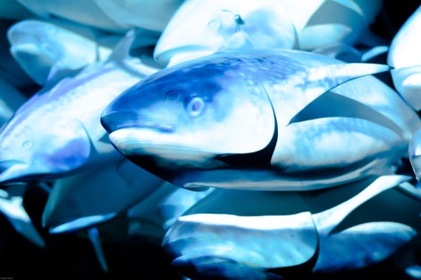 A group of tuna fish swimming in the sea.
