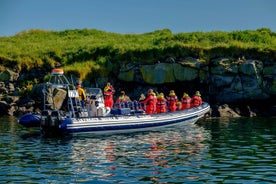 Tour premium de observación de aves y frailecillos de grupos pequeños desde Reikiavik