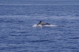 Whale & Dolphin Observation on Electric Sailing Boat in Denia