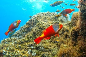 Madeira Reef Fish Species Watching and Snorkeling Tour