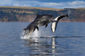 Inverness: Dýralífssigling að Chanonry Point