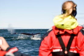 Avistamiento exprés de ballenas en lancha semirrígida desde Akureyri