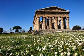 Paestum & Buffalo Farm Full-day Coach Tour from Sorrento