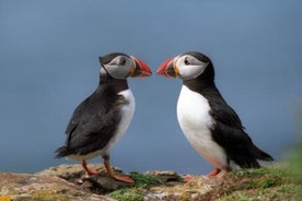 Cruzeiro Puffin com guia turístico especializado de Reykjavik