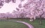 photo of Bloesempark is a pink Japanese cherry blossom garden in Amstelveen in full bloom in Amsterdamse Bos, The Netherlands.