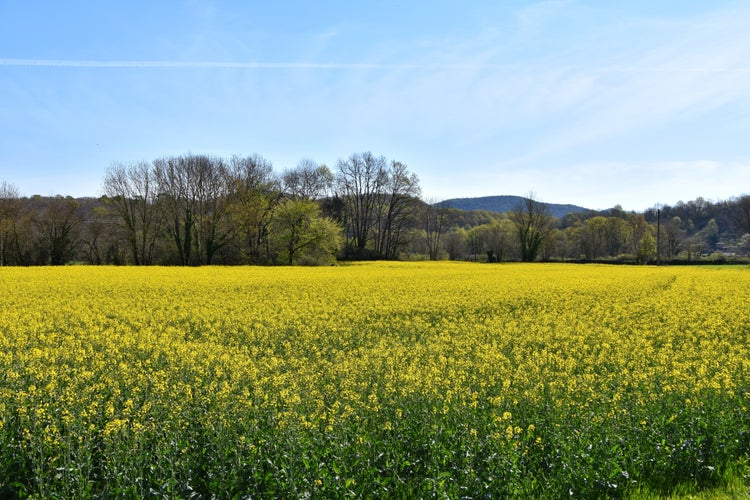 Photo of beautiful landscape of rapeseed fields, la Garrotxa, Girona.