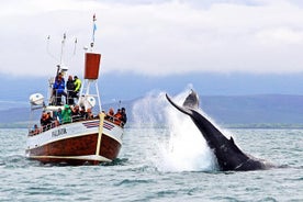 Traditionell Whale Watching Tour från Húsavík