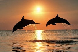 Exclusive Dolphin & Sunset Cruise with Dinner & Drinks from Pula