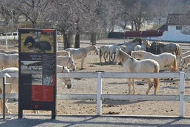 Piran trip to world-famous stud farm Lipica from Piran half day