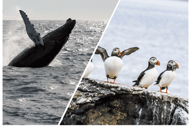 Reykjavik: Whale Watching and Puffin Excursion