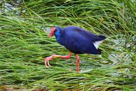 Vogelbeobachtung und historische Tour