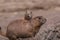 Photo of running black-tailed prairie dog in Zoo Decin, Czech Republic.