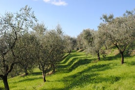 Tour dell'olio d'oliva e del vino per piccoli gruppi con pranzo leggero