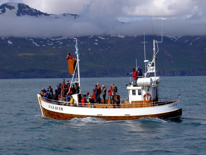 Whale watching in Husavik in Iceland