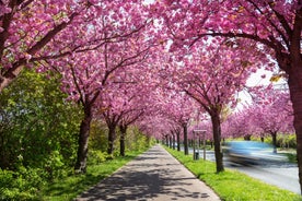 Magdeburg - city in Germany