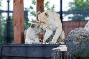 Safari Borysew Zoo