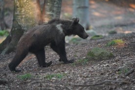 Viendo la experiencia del oso pardo y Gulyas Taste de Brasov