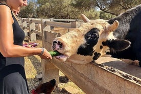 Fresopolis: esperienza di fattoria della famiglia a Maiorca