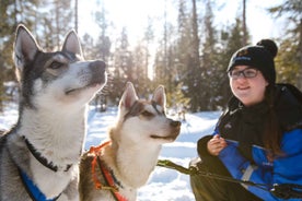 Rovaniemi: Dagstund Husky Safari