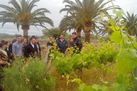 Mallorca Half Day Private Wine Tour med vinsmaking