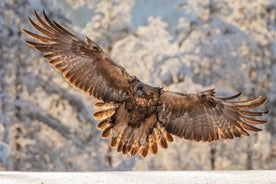 Kuusamo: Wildlife of Oulanka –photography excursion