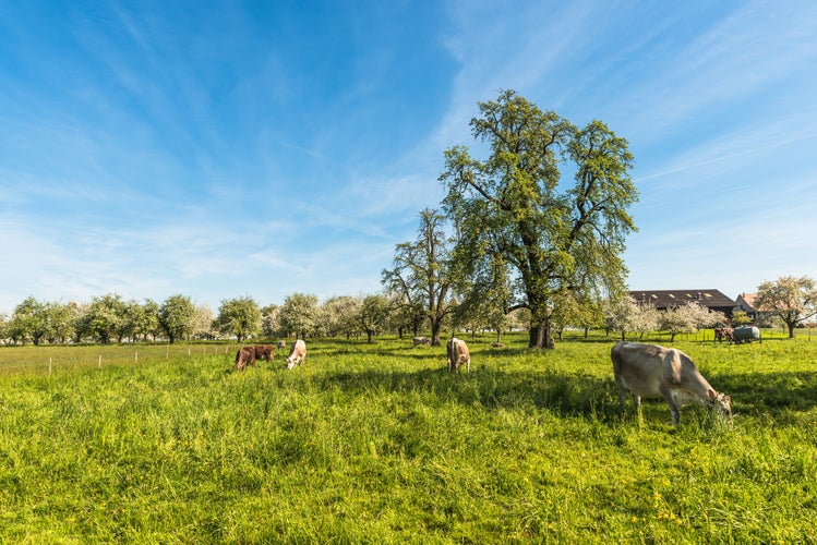 Photo of Rural landscape in the Swiss Canton of Thurgau, grazing cows in a green meadow with large pear trees, Egnach, Switzerland.