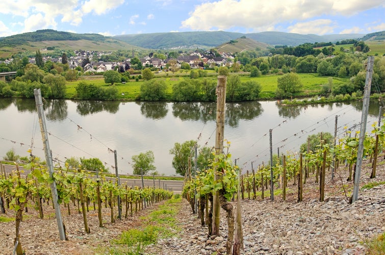 Photo  of muelheim village on the wine route and moselle river.