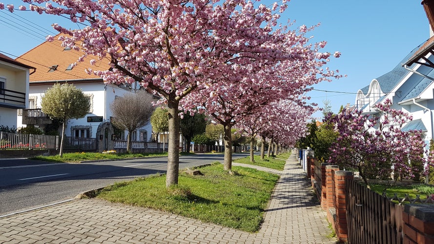 photo of  view of Heviz. Hungary. Thermal lake Heviz. Spring.