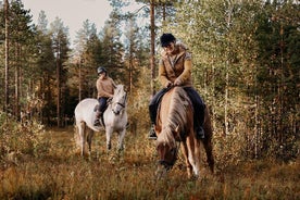 Private Finnhorse Riding in Rovaniemi, Finland with Guide