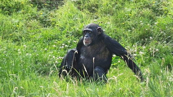 Chimpanzees in the grass