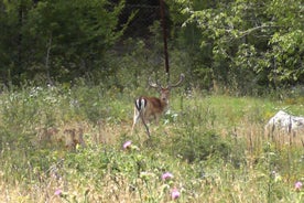 The Wild Calls - Einstakt jeppasafari