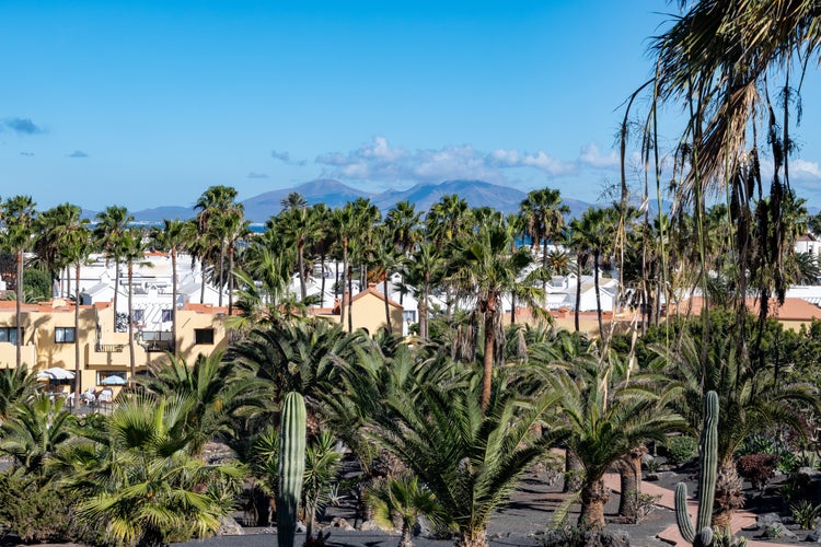 Photo of palm tree alley on luxury resort in Costa Calma village, Fuerteventura island, Canary islands, Spain.