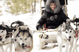 Riga: Husky Dog Sledding Experience