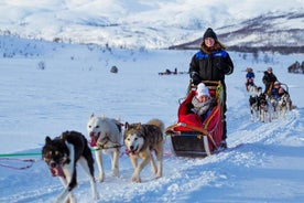 Tallinn Husky Dog Sledding